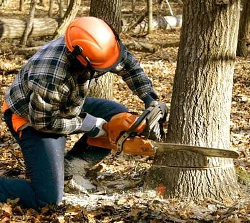 Tree Removal in Forreston, TX